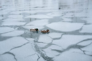 Canards nageant dans l'eau glacée au milieu de la mer gelée à Tromsø, Norvège.