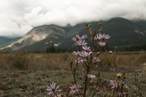 Fleurs d'asters mauves au premier plan d'une prairie sauvage avec des montagnes Rocheuses brumeuses en arrière-plan sous un ciel couvert.