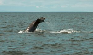 Nageoire caudale d'une baleine à bosse émergeant de l'océan Pacifique avec des éclaboussures d'eau sous un ciel clair.