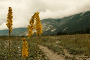 Fleurs sauvages jaunes au premier plan le long d'un sentier de randonnée dans les montagnes Rocheuses sous un ciel nuageux.
